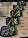 5 Beef SALE